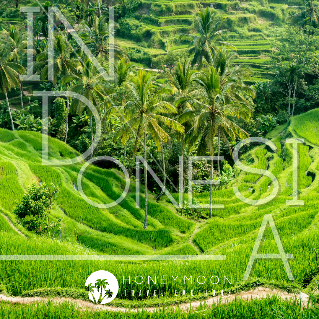 Risaie terrazzate di Tegallalang immerse nel paesaggio tropicale di Bali.