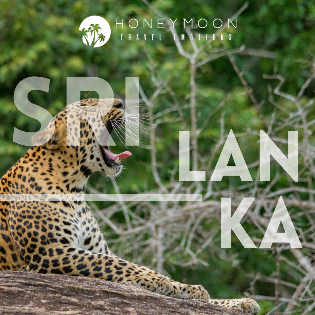 Leopardo dello Sri Lanka avvistato durante un safari nello Yala National Park.